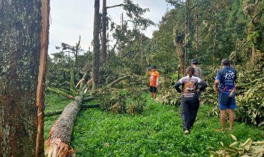 พายุถล่ม อ.พนม ต้นทุเรียนกำลังออกผลหักโค่นเสียหายระนาวกว่า 100 ไร่