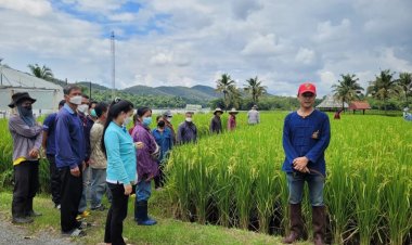 ศวข.เชียงใหม่ สืบสานพระราชดำริพัฒนา “ข้าว” อย่างยั่งยืน