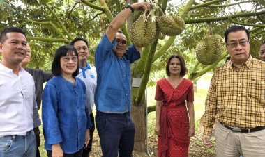 ‘ไร่ทิพย์โอชาคีรี’เปิดสวนทุเรียนป่าละอู กระตุ้นเศรษฐกิจ-ส่งเสริมการท่องเที่ยว