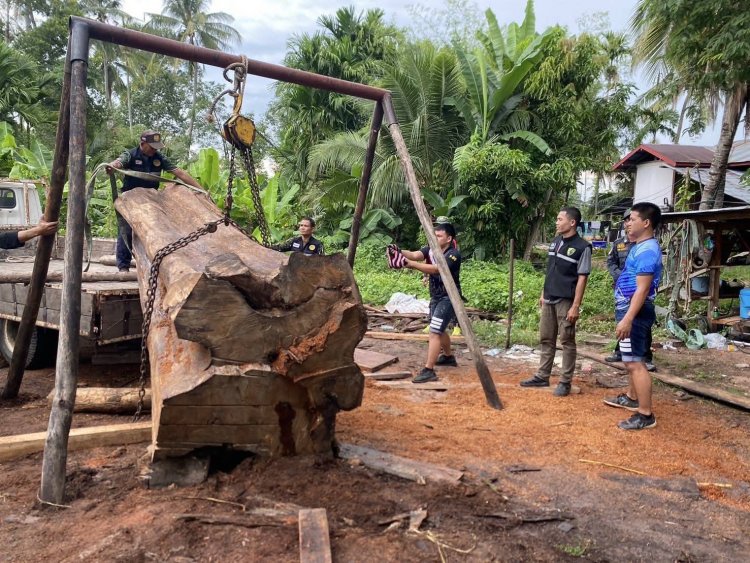 ทหารสนธิกำลังป่าไม้บุกรวบช่างไม้เถื่อนลักลอบแปรรูป “ประดู่ยักษ์” คาบ้าน