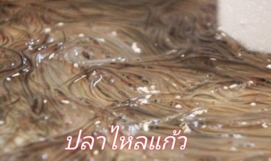 สัตว์น้ำเถื่อน ภัยคุกคามที่บั่นทอนความมั่นคงหลายด้าน