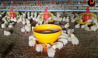 สมาคมผู้เลี้ยงไก่ไข่ภาคใต้   ผวา “หวัดนก” ระบาดไข่นำต่างประเทศนำเชื้อเข้ามา