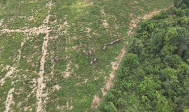 ระดม อส.เร่งผลักดันโขลงช้างป่ามากกว่า 100ตัวกลับผืนป่ามรดกโลกทับลาน