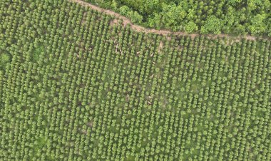 ฝนถล่มปราจีนบุรีอุปสรรคผลักดันช้างป่า 50 ตัวกลับสู่ป่าอนุรักษ์