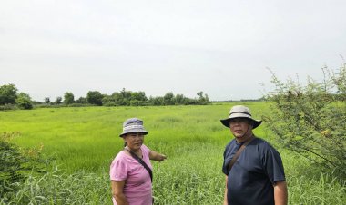 ชาวนาครวญเงินชดเชยไร่ละพันล่าช้า ซ้ำทุกข์ต้นทุนผลิตพุ่ง
