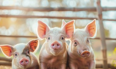 นำเข้าหมูสหรัฐ แลกภาษี : หมูไทย “ตาย” ทั้งระบบ