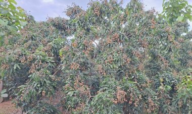 ลำไยภาคเหนือปี' 68 ผลผลิตรวม 1.06 ล้านตัน เพิ่มขึ้น 12% สศท.1 เชิญชวนบริโภคลำไยคุณภาพ