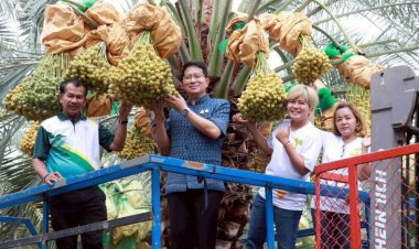 กว่า 30 สวนคุณภาพขนผลผลิตขายในงานเทศกาลอินทผลัมบ่อพลอย