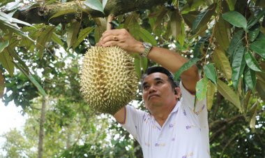 เปิดสวน "เต็มอิ่ม"ป้าสาว ให้ลูกค้าตัดทุเรียนเองกับมือ กก.ละ100