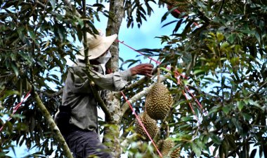 เริ่มแล้ว! มาตรฐานล้งทุเรียนบังคับใช้ทั่วประเทศ ย้ำต้องขอใบอนุญาตก่อนส่งออก