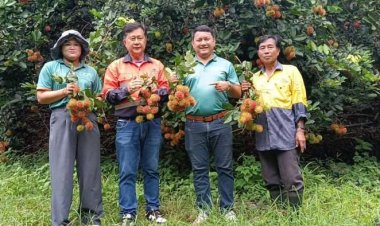 เงาะโรงเรียนบ้านวังไทรทอง 'หวาน กรอบ ล่อน'ยอดออเดอร์สุดปัง