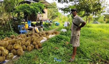 ตัดทุเรียนจากสวนวางขายหน้าร้านกก.ละ10 บาท สมนาคุณลูกค้า