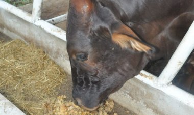 ฟาร์มเลี้ยงวัวด้วยเปลือกทุเรียน ผลิตเนื้อวากิวระดับ A5 ต้นแบบเกษตรยุคให