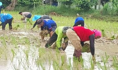 นายอำเภอยางตลาดนำกำนัน-ผู้ใหญ่บ้านสืบสานประเพณีลงแขกดำนา