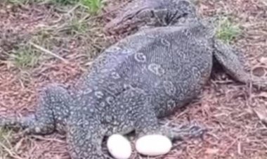 ฮือฮา!คอหวยแห่ตีเลขเด็ดแม่ตัวเงินตัวทองออกไข่ 2 ฟอง ลุ้นเสี่ยงโชค