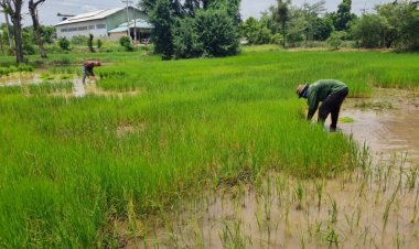 ชาวนาโคราชร้องระงม ! เงินช่วยเหลือยังไร้วี่แวว วอนรัฐจ่ายไร่ละ 1,000 บาท