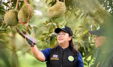 ยกระดับทุเรียนป่าเด็ง สู่มาตรฐาน GAP เพิ่มมูลค่า สร้างรายได้เกษตรกร