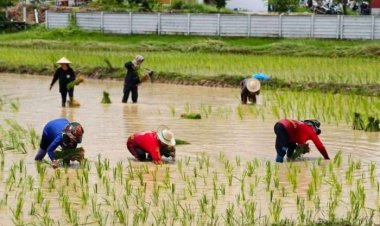 ส่องวิถีชีวิตคนอีสาน "ลงแขกดำนา"ลดต้นทุนการผลิต ฟื้นฟูประเพณีอันดีงาม สืบสานรุ่นสู่รุ่น