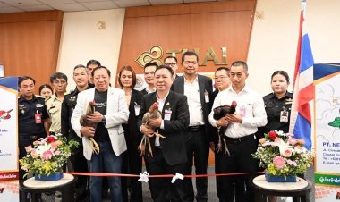 'ไก่ชนพื้นเมือง'อนาคตรุ่ง -อินโดฯไฟเขียวนำเข้าจากไทย คาดสร้างรายได้กว่า 300ล./ปี