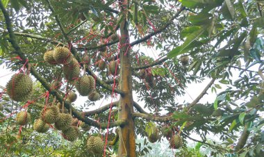 อีก1ทางรอด!กระทุ้ง "ปั๊มน้ำมัน"แจกผลไม้แทนน้ำขวด กู้วิกฤติราคาตกต่ำ