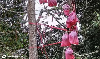 ความลับ “ถุงแดงห่อลูกทุเรียน” เหนือกว่าป้องกันหนอน-กระรอกกัดผล