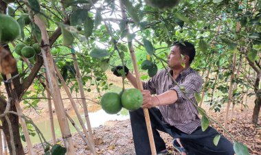 ชาวสวนโอดมะนาวราคาดิ่งเหวเหลือลูกละ 20 สตางค์ ตกต่ำรอบหลายสิบปี