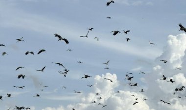 ชาวเมืองลับแลเดือดร้อนหนักนกกระยางนับแสนทำรังกลิ่นเหม็นคลุ้ง