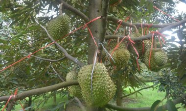 เกษตรกรอ.เทพสถิตโค่นไร่มันหันลูกทุเรียนโอโซนขายสร้างรายได้ 6 แสน/ปี