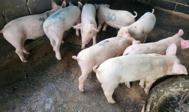 สมาคมหมูใต้หวั่นรัฐบาลไฟเขียวนำเข้าหมูอเมริกา เกษตรกรผู้เลี้ยงรายย่อยเจ๊ง