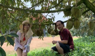 สวนคุณลูกหมู ต้นแบบพัฒนาการผลิต ทุเรียน-มังคุด ส่งออกจีน