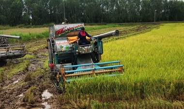 ชาวนาลุ่มน้ำยมพิจิตรเร่งเกี่ยวข้าวหนีน้ำท่วมสุดระกำช้ำใจราคาข้าวแค่เพียง5,800บาท