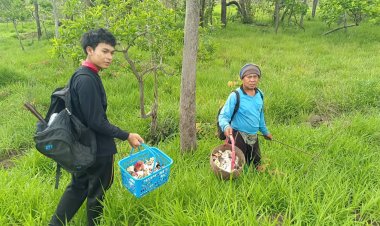 ฝกตกชุก!เห็ดป่าโผล่ชูช่อดอก ชาวบ้านแห่เก็บขายโกยรายได้วันละ2พัน