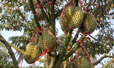 สุดไฮเทค!จีนใช้ AI คัดแยก 'ทุเรียน' รู้ลูกนี้มีกี่พู ลูกไหนเน่า-เนื้อตาย