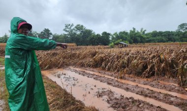 น่าน - ชาวบ้าน 5 ตำบลในอำเภอท่าวังผาเตรียมรับมือ “พายุวิภา” หวั่นน้ำท่วมซ้ำ-ผลกระทบทางการเกษตรรุนแรง
