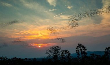 ชมฝูงค้างคาวนับล้านตัว วัดถ้ำศิลาทอง อันซีนเขาใหญ่