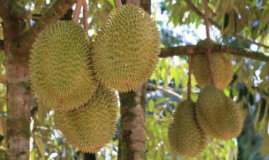 หอการค้ากระบี่ ผนึก ททท. จัดงาน “กินทุเรียนพื้นบ้าน” กระตุ้นศก.ช่วงโลว์ซีซัน