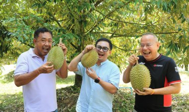 "พังงา"ยกระดับท่องเที่ยวเชิงเกษตรในสวนทุเรียนสร้างจุดขายสร้างรายได้ชุมชน