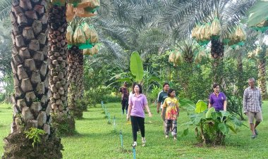 เปิด " สวนอัมรินทร์ อินทผาลัม "แหล่งท่องเที่ยวเชิงเกษตรเมืองนาดี