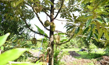 ลูกใหญ่ เนื้อเหลืองนวล หอมหวานละมุน ทุเรียนหมอนทองภูเขาไฟแม่เมาะ