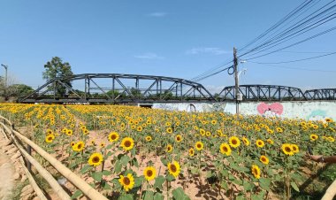 เที่ยวชายแดนใต้ ชมดอกทานตะวัน สะพานดำเมืองนิบง