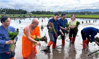 เพชรบูรณ์จัดกิจกรรม 'ถอนกล้า-ดำนา' เฉลิมพระเกียรติ 'ในหลวงรัชกาลที่ 10'