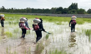 สุรินทร์เสียงปืนสงบ!ชาวนาเร่งลงแขกใส่ปุ๋ยนาข้าวแข่งกับเวลา หวั่นเขมรพลิกลิ้น