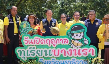 นราธิวาสเปิดฤดูกาลเก็บเกี่ยวทุเรียนบางนรา กระตุ้นศก.-บูมท่องเที่ยว-สร้างรายได้ชุมชน