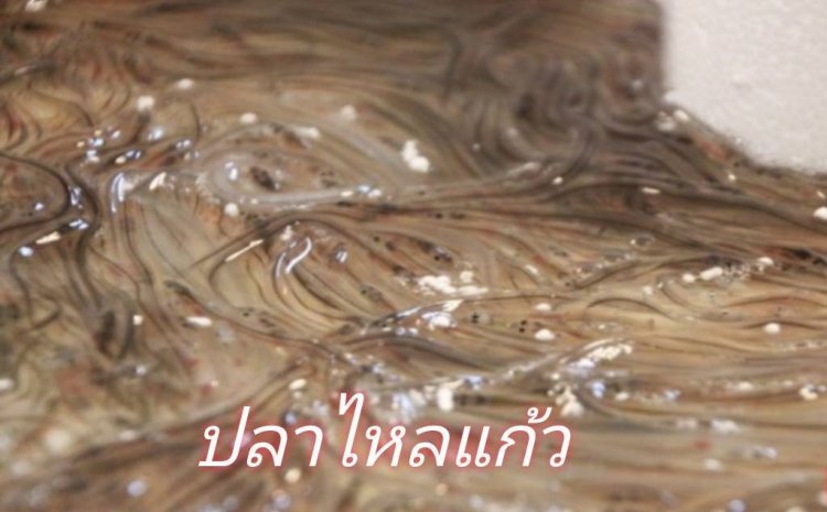 สัตว์น้ำเถื่อน ภัยคุกคามที่บั่นทอนความมั่นคงหลายด้าน