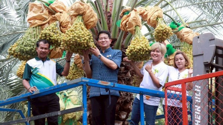 กว่า 30 สวนคุณภาพขนผลผลิตขายในงานเทศกาลอินทผลัมบ่อพลอย