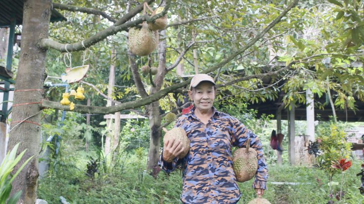 หญิงแกร่งนนทบุรี หนีน้ำท่วมบ้านเกิด มาทำไร่ทุเรียนไร้หนามที่ทองผาภูมิ
