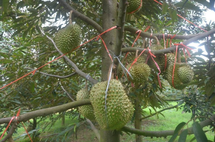 เกษตรกรอ.เทพสถิตโค่นไร่มันหันลูกทุเรียนโอโซนขายสร้างรายได้ 6 แสน/ปี