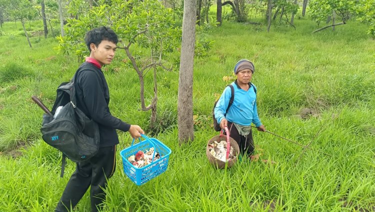 ฝกตกชุก!เห็ดป่าโผล่ชูช่อดอก ชาวบ้านแห่เก็บขายโกยรายได้วันละ2พัน