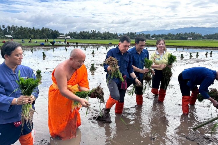 เพชรบูรณ์จัดกิจกรรม 'ถอนกล้า-ดำนา' เฉลิมพระเกียรติ 'ในหลวงรัชกาลที่ 10'