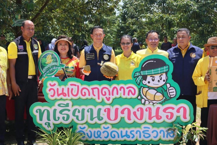 นราธิวาสเปิดฤดูกาลเก็บเกี่ยวทุเรียนบางนรา กระตุ้นศก.-บูมท่องเที่ยว-สร้างรายได้ชุมชน